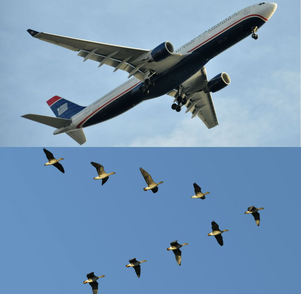 IS IT A BIRD?IS IT A PLANE? BIOMIMICRY IN AIRPLANES by ADSactly Medium