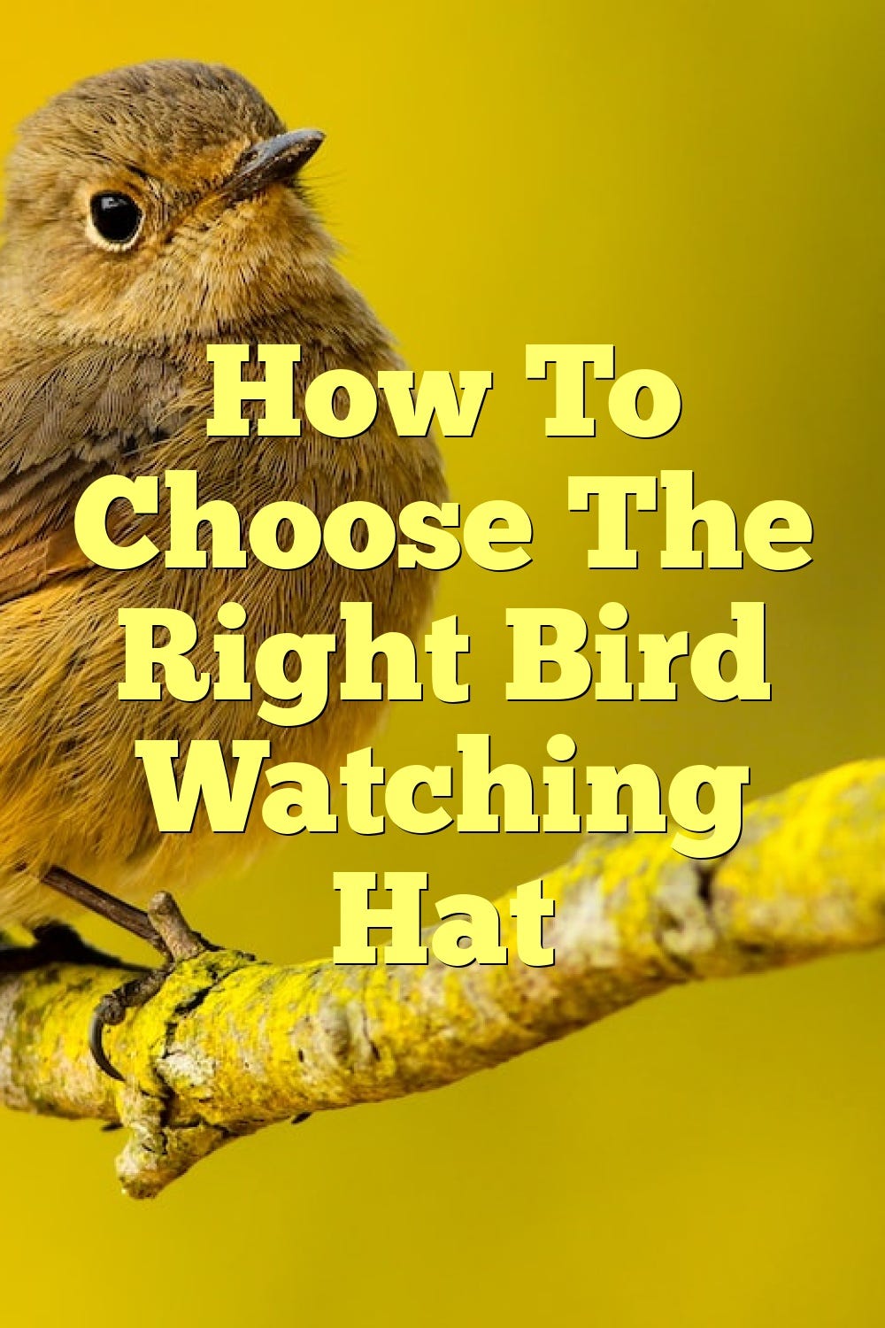 How To Choose The Right Bird Watching Hat by Birdsquestions Medium