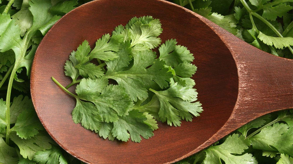 Coriander Leaves For Weight Loss & Natural Fat Burner by Sahil