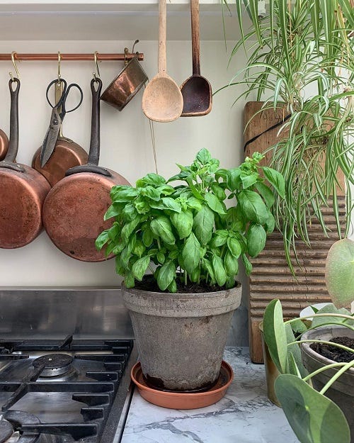 Best Indoor Plants for Colorado: Bringing Greenery into Your Rocky Mountain  Home | by Emma Lopez | Medium