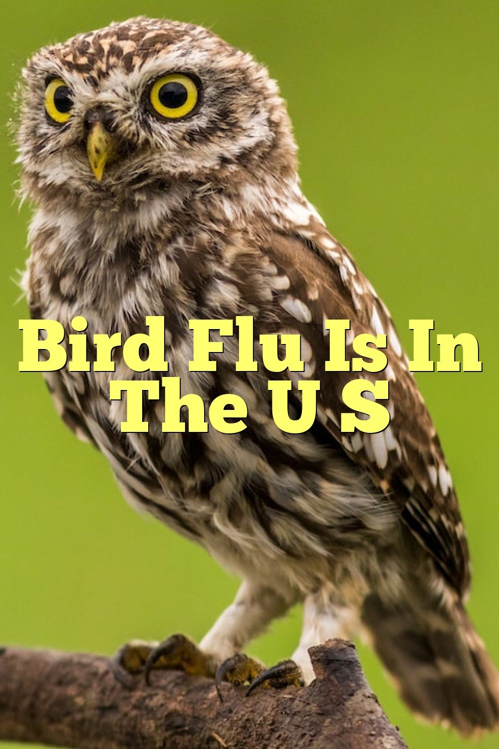 Bird Flu Is In The U S by Birdsquestions Apr, 2023 Medium