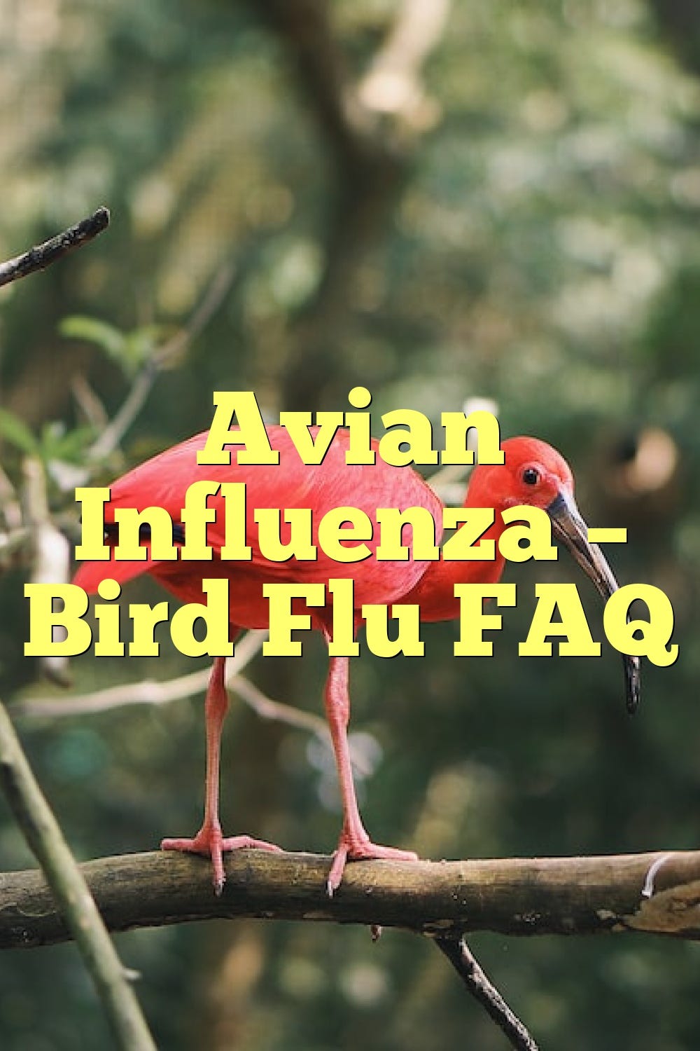 Avian Influenza — Bird Flu FAQ | By Birdsquestions | Apr, 2023 | Medium