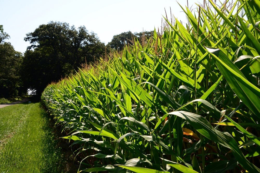 what is knee high by the fourth of july