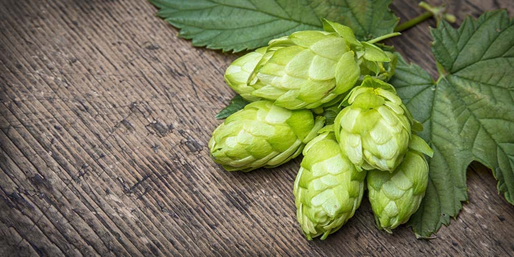 What Is Hop Extract Used For?. Hops Plant produces more than just a