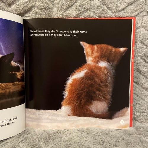 Do Cats Get Autism: Unraveling the Truth Behind Feline Behavior