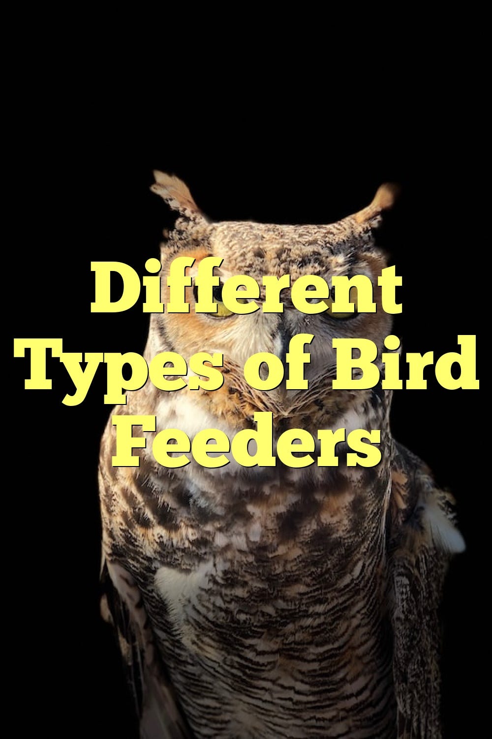 Different Types of Bird Feeders by Birdsquestions Medium
