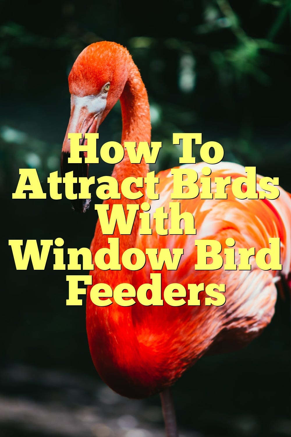 How To Attract Birds With Window Bird Feeders by Birdsquestions Medium