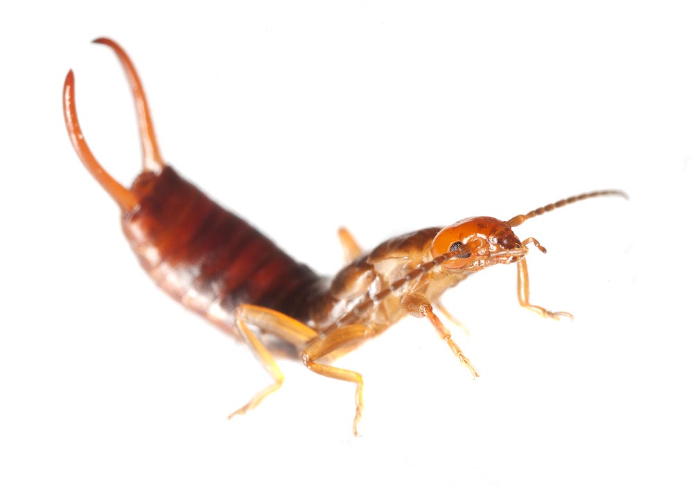 Expert Earwig Extermination. Earwigs resemble a something from a… | by ...