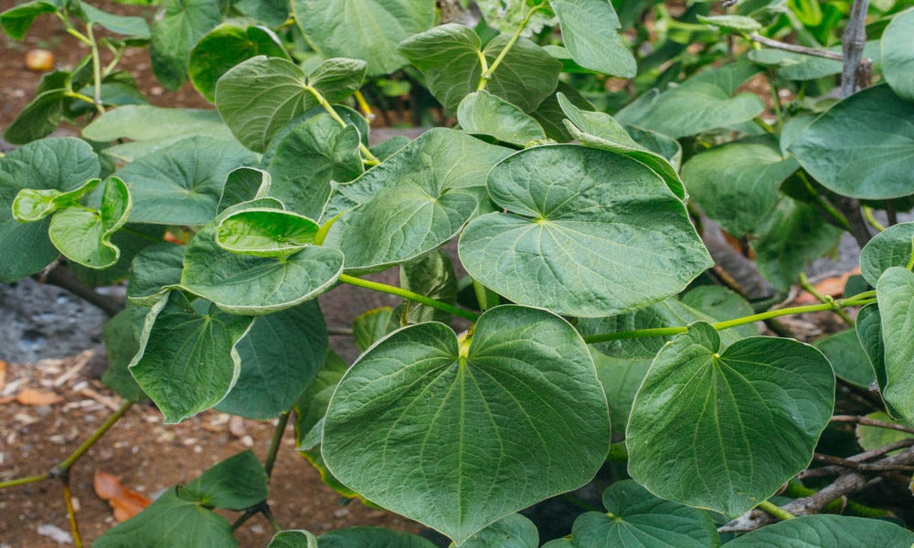 The Uses & Side Effects of Kava Kava by Loki Medium