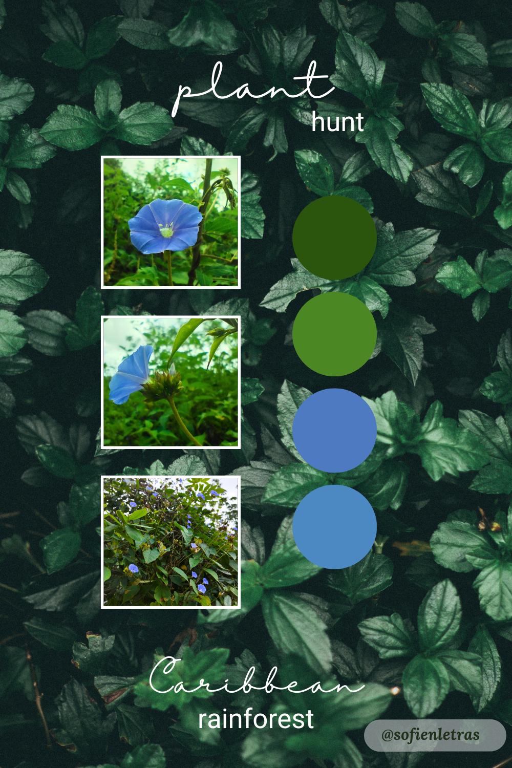Plant hunt on the Caribbean rainforest!
