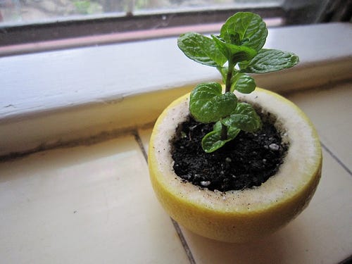 The Full Guide to Growing Lemon Tree in a Pot | by Lorelai Vano | Medium