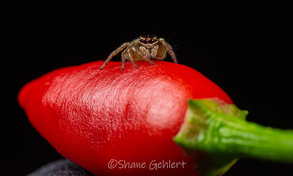 Hot chilli! Photo by the Author