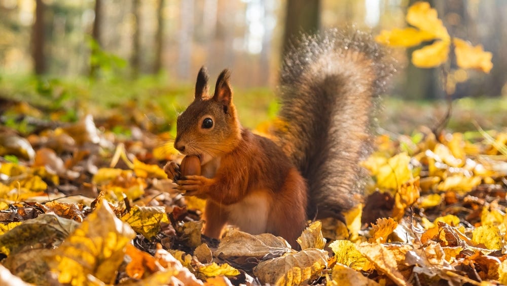 Even a Blind Squirrel Finds a Nut: The Day I Stopped Being Blind