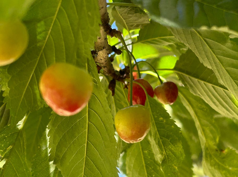 cherries, author’s photo