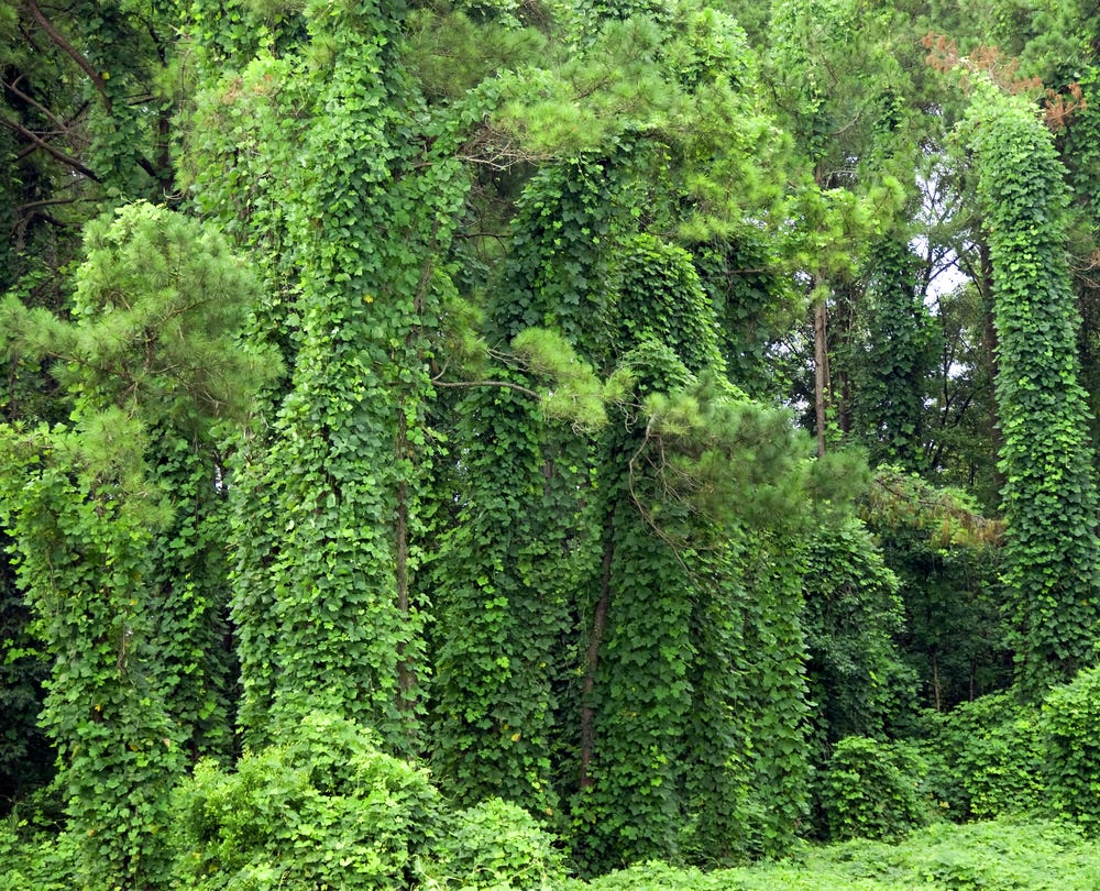 Kudzu can cover other plants (credit: Msnider on Shutterstock)