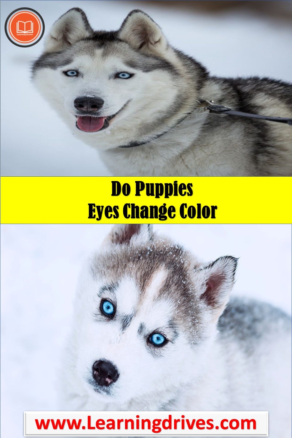 Do Puppies Eyes Change Color — Learning Drives .Yes, by Learning