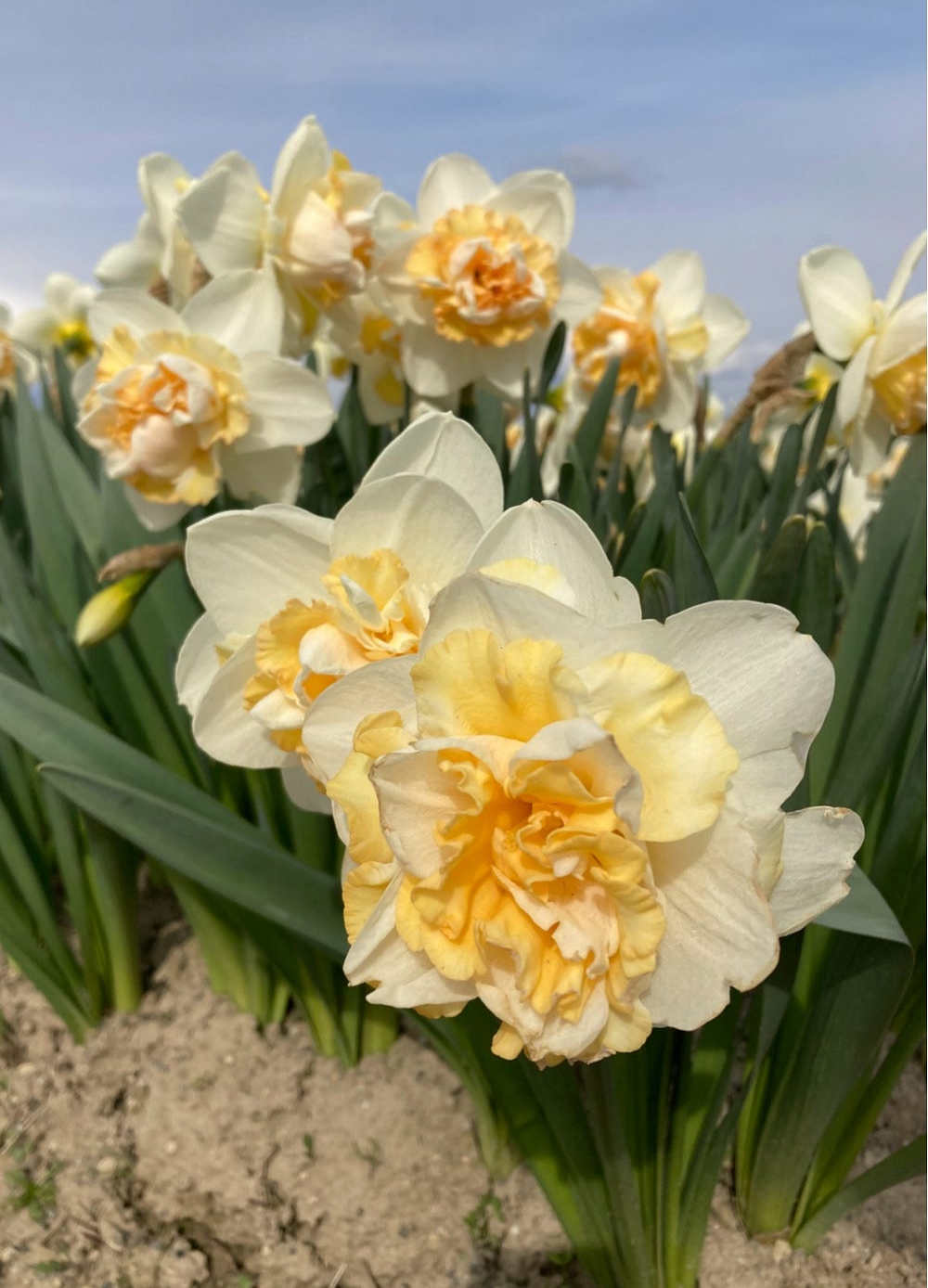 interesting daffodils at the daffodil farm, author’s photo