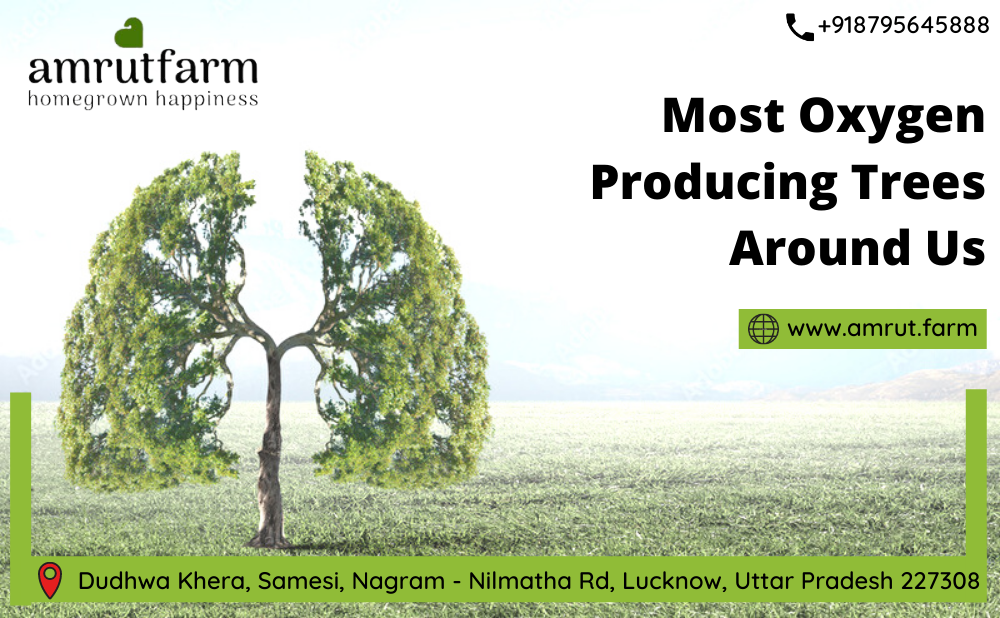 Most Oxygen Producing Trees Around Us Digiarpita Medium