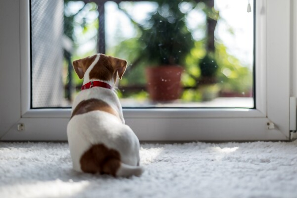 How To Train Your Dog To Stay Home Alone 7 Steps by Love Of A Pet