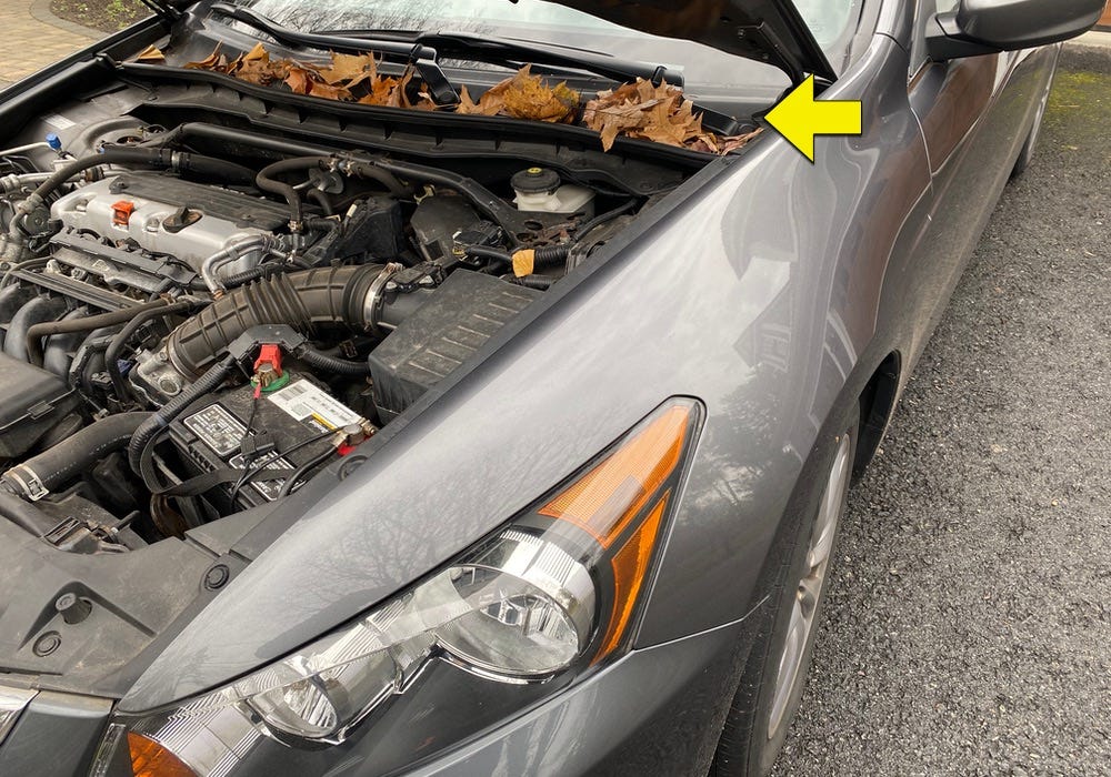 Rake those leaves from your car…Don’t Ignore them by Openbay