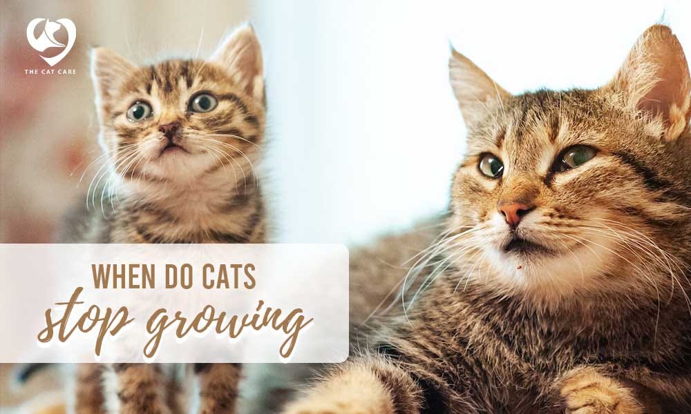 When Do Cats Stop Growing A Complete Guide The Cat Care Medium