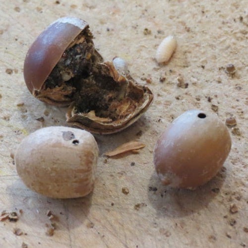 A Tale of 100 Acorns. Acorns were an important food source… | by Eric Garza  | Medium