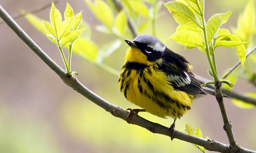 wood warblers