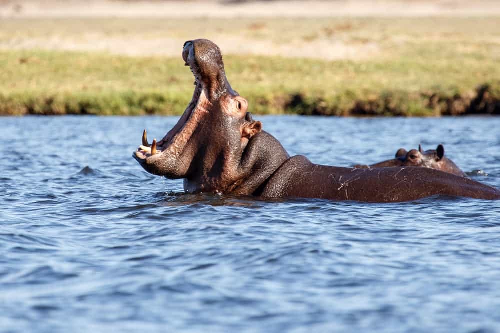Hippos relaxing in rivers