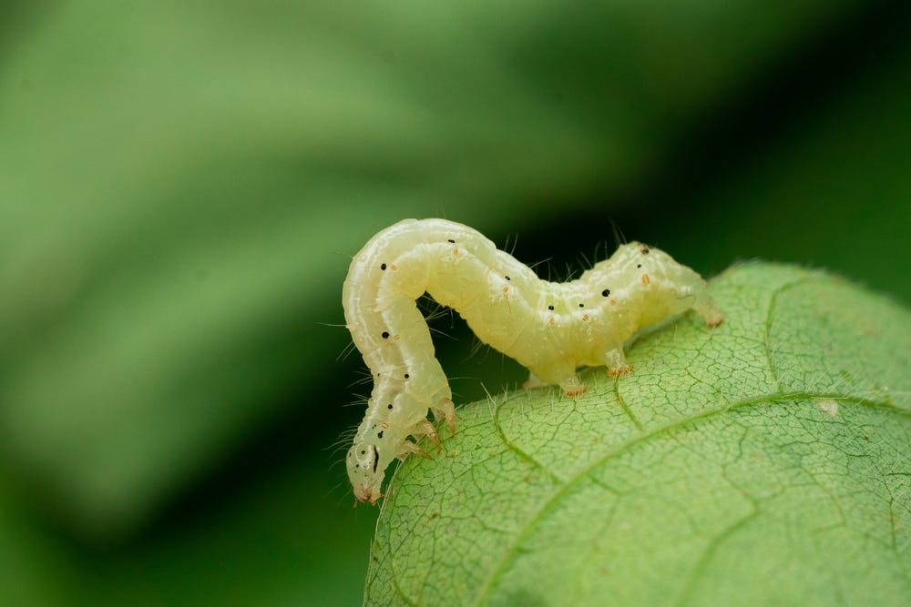 Caterpillar of a soybean looper moth (Chrysodeixis includens; credit: Maurien trabbold on Shutterstock)