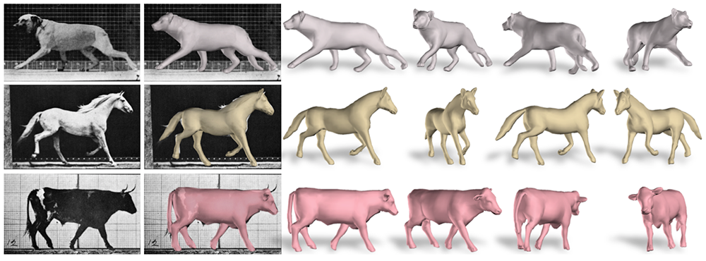 Do animals see in 2d or 3D?