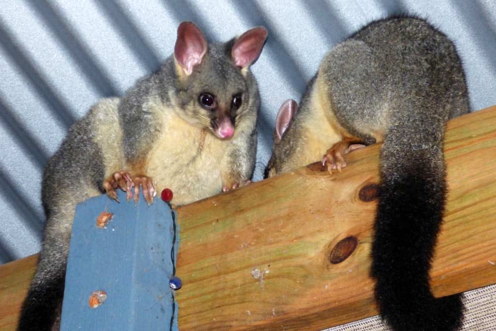 How To Setup A Possum Trap For Your Home?