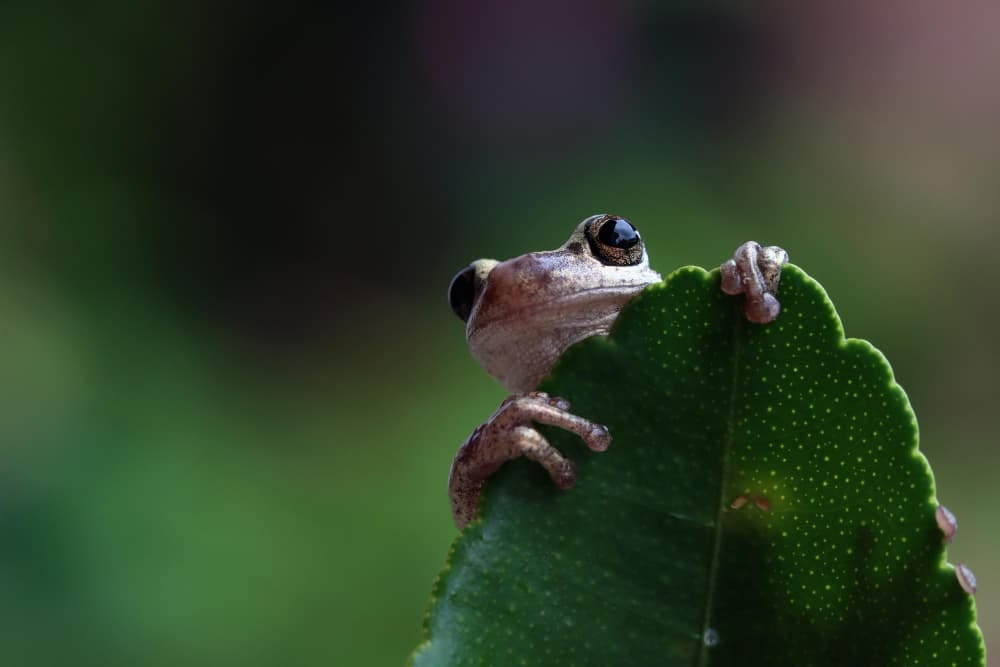 COP15: el planeta nos necesita