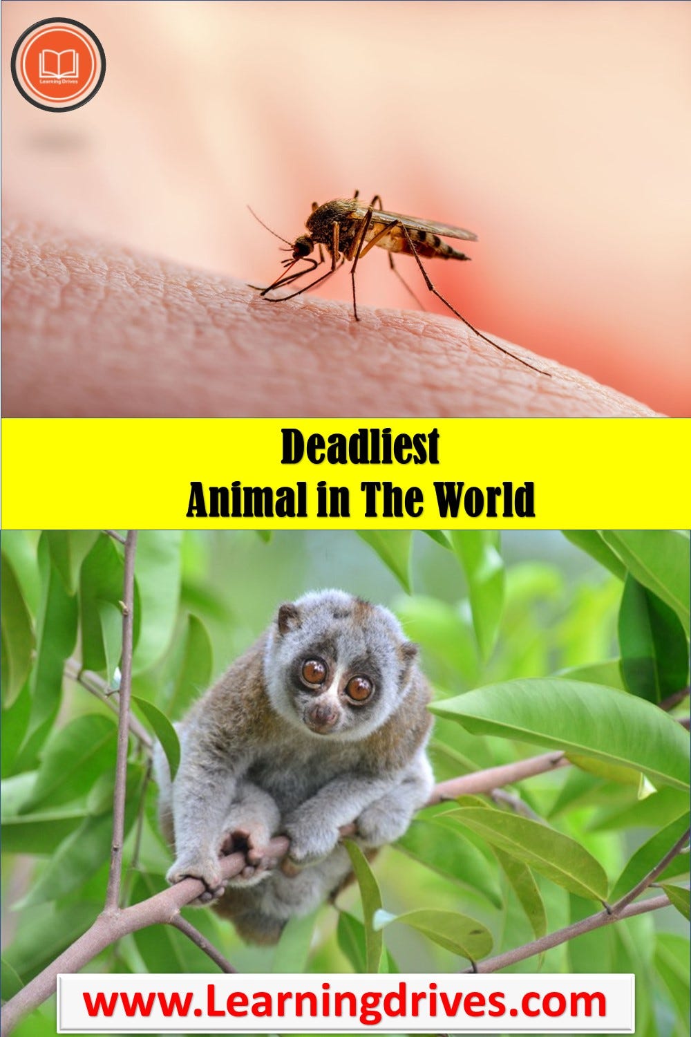 In This Article We Will Learn About The Deadliest Animal In The World in-this-article-we-will-learn-about-the-deadliest-animal-in-the-world