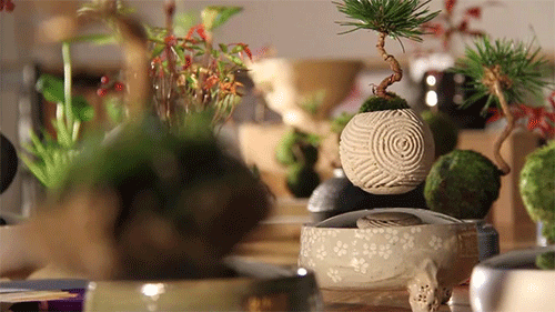 Levitating “Air Bonsai” Uses Magnets to Float Twirling Plant in