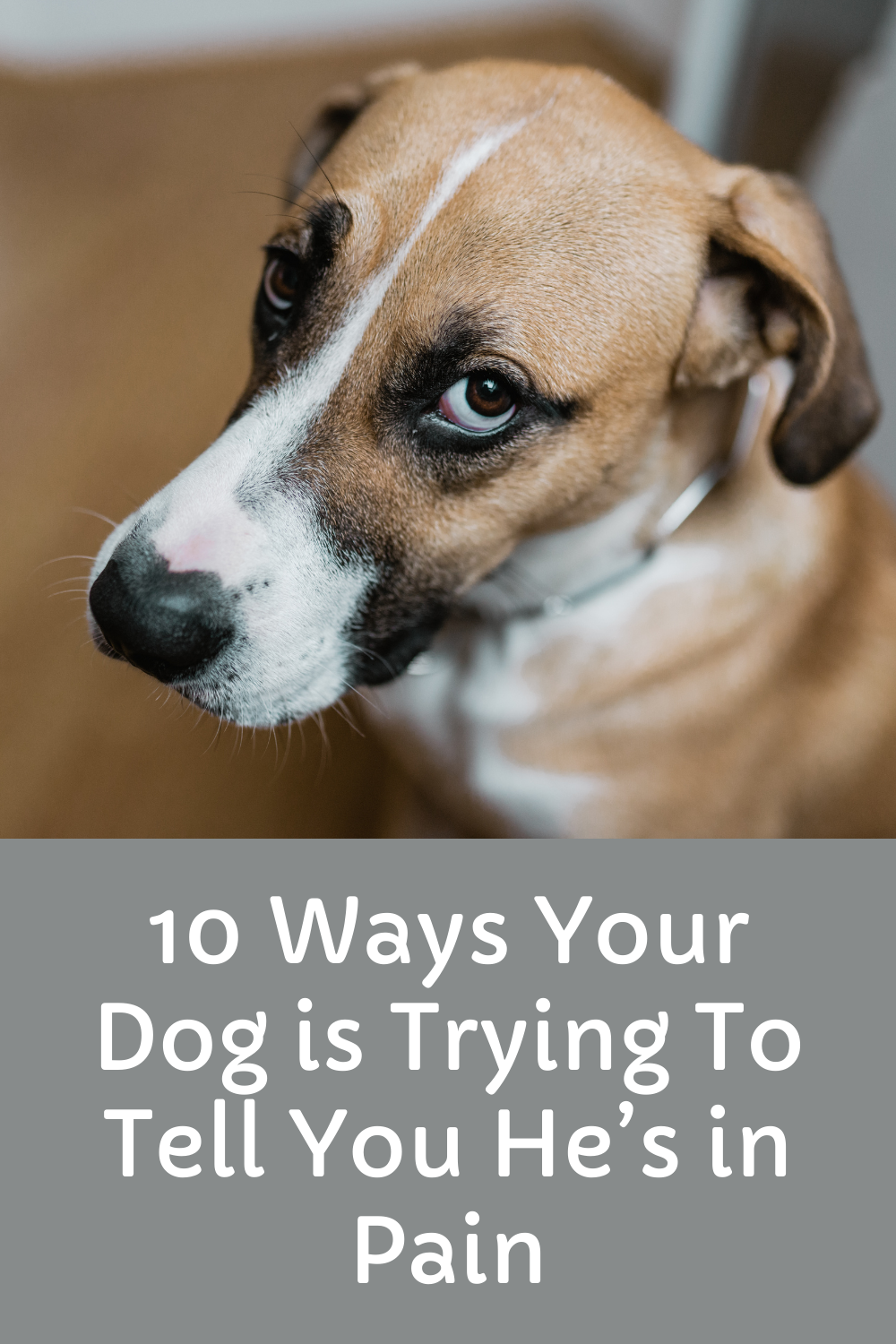 10 Ways Your Dog is Trying To Tell You He’s in Pain(02)