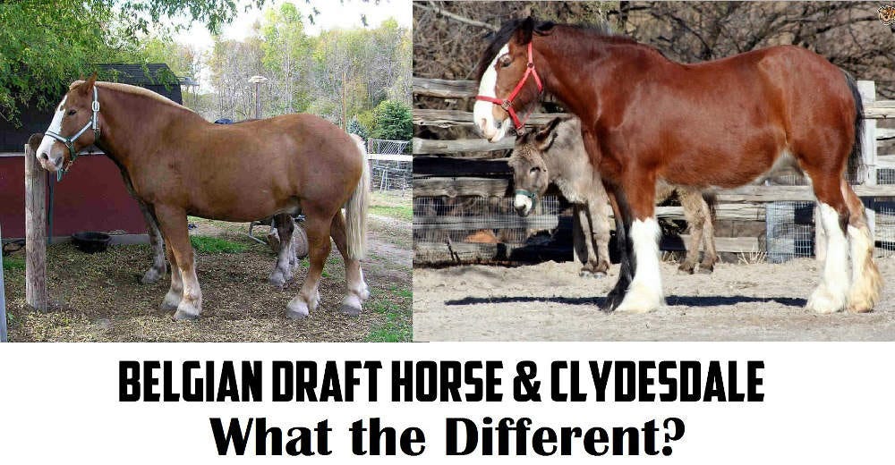 Belgian Draft vs Clydesdale — Similar & Different by Horse Is Love