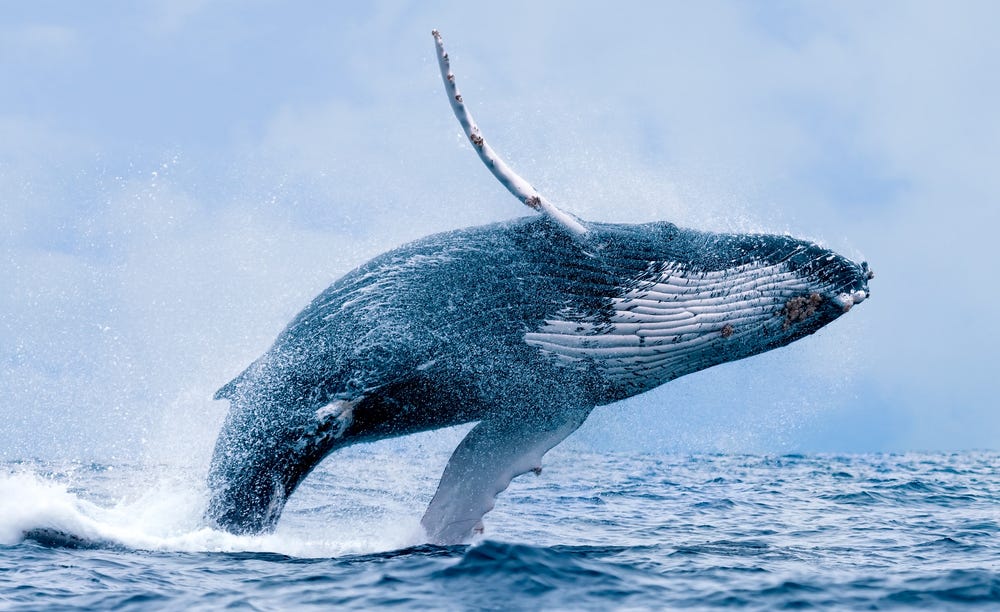 World Changers: 4 Reasons Why Whales And Their Poop Are Important
