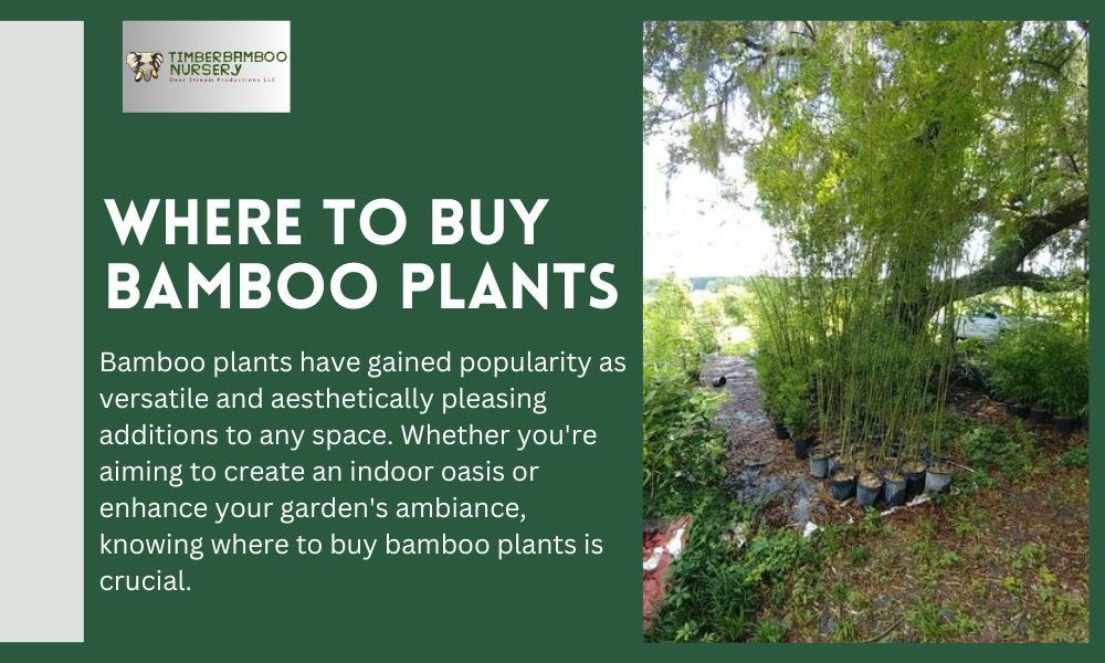 Find The Perfect Green Companion Where To Buy Bamboo Plants Timber