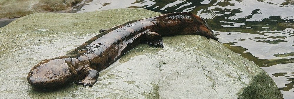 Chinese Giant Salamander Habitat