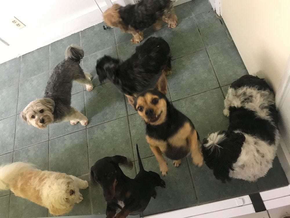 How Does the Best Pet Daycare For Boarding Take Care of Your Pet in