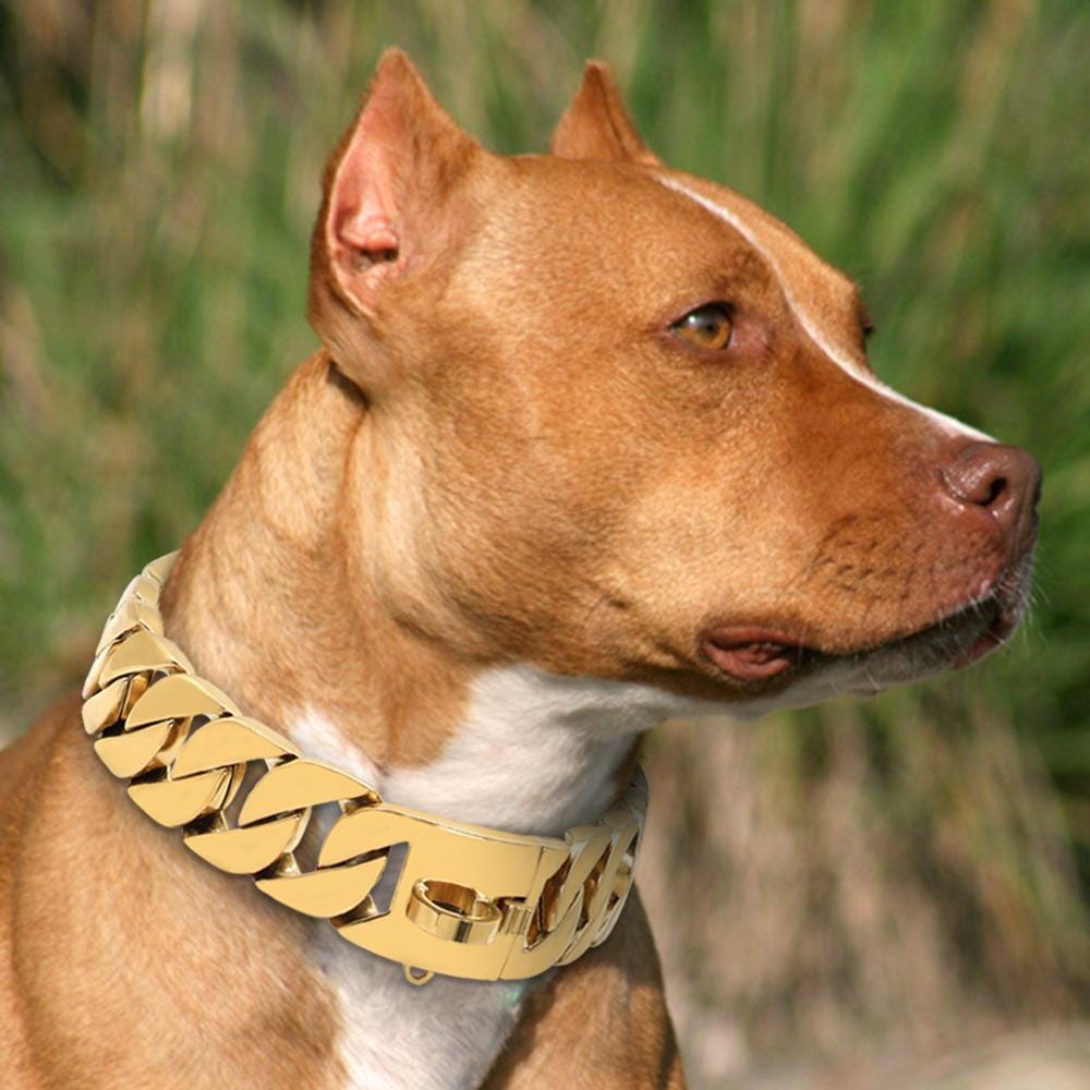 Dog Collars for pitbull The best collars for pitbull by Arjun