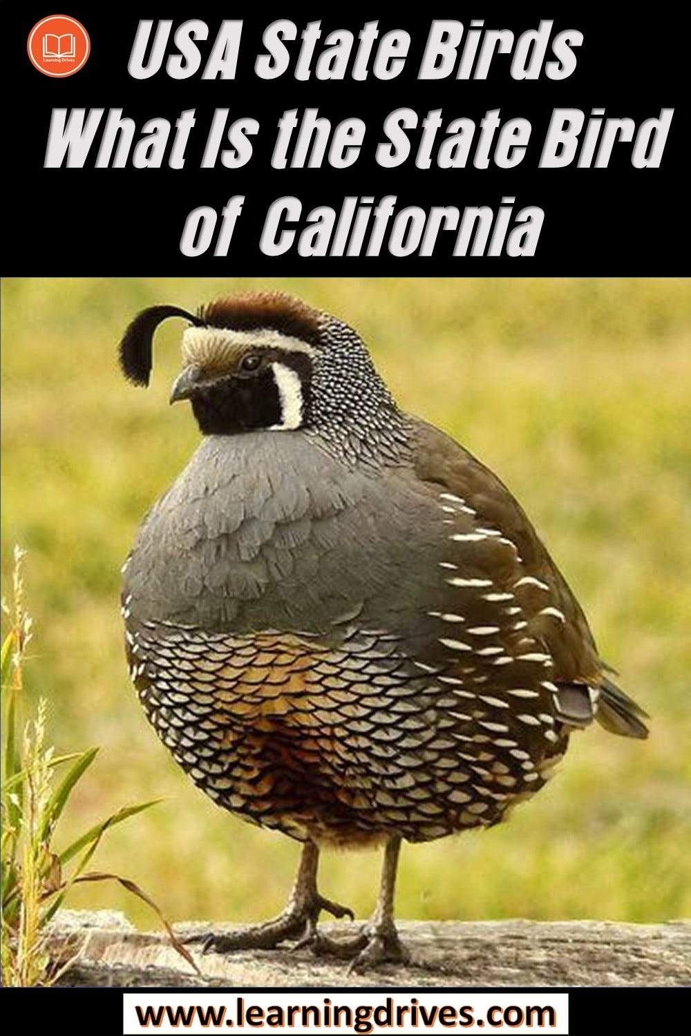 What Is The State Bird of California? — State Birds | by Learning ...