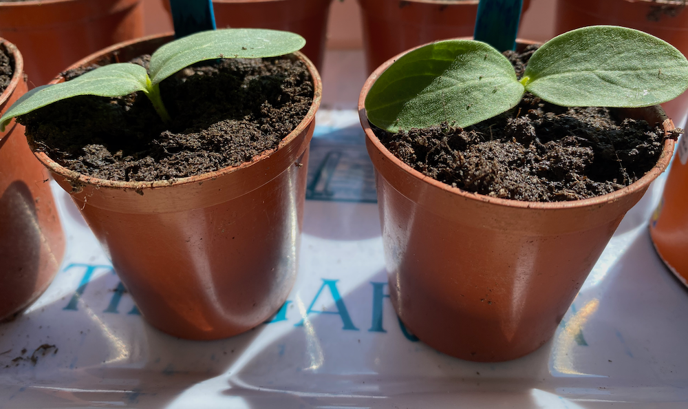 Potting on Cucumbers. Cucumbers grow very quickly and you… by Peter