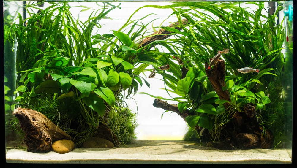 Inert Substrate A Sustainable Choice for EcoConscious Aquarists by Smartplanted Medium