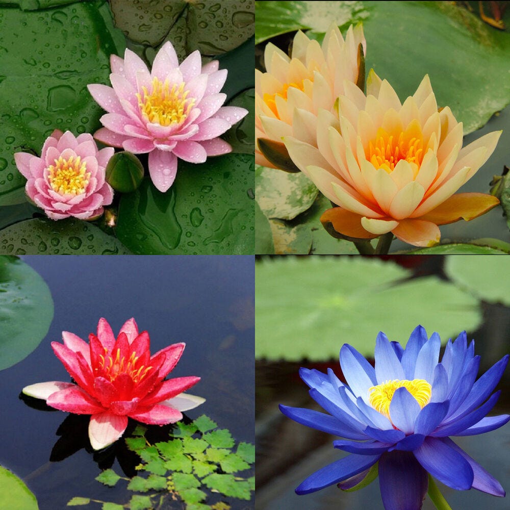 Lotus flower and it's amazing benefits. | by Christopher Ryan | Medium