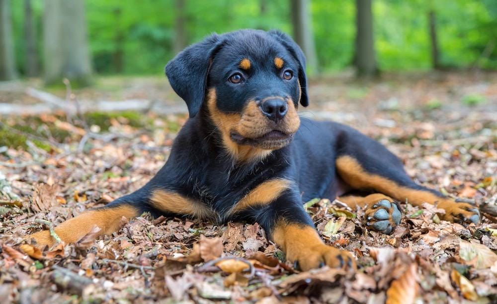 Rottweiler Dog Training — How to train your Rottweiler dog with the right mindset by