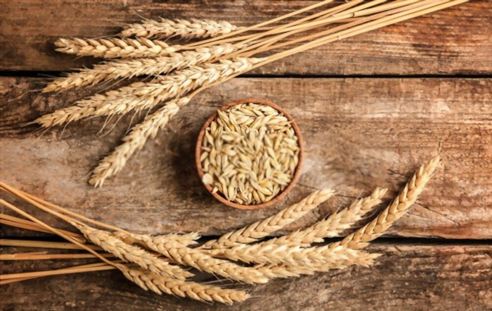 Malt Allergy — Symptoms, Causes, Food to Avoid, Treatment by