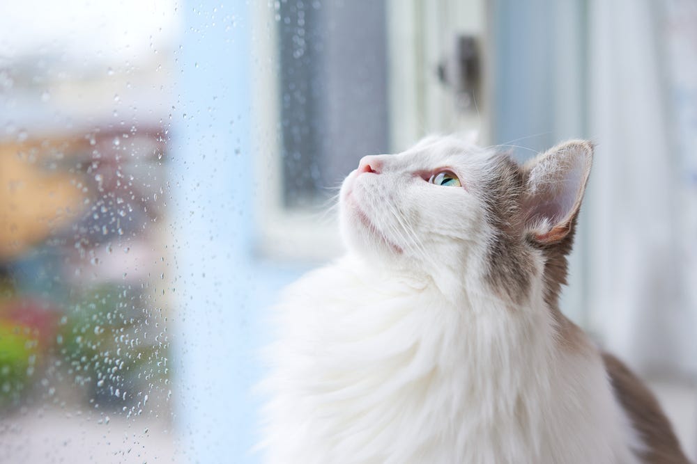 Monsoon Care Tips for Persian Cats