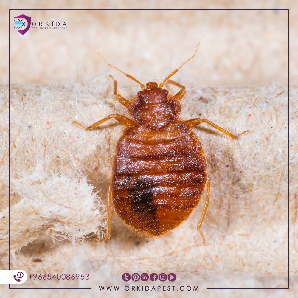 شكل البق الصغير — حقائق علمية عن حشرات البق | by ORKIDA PEST | Medium