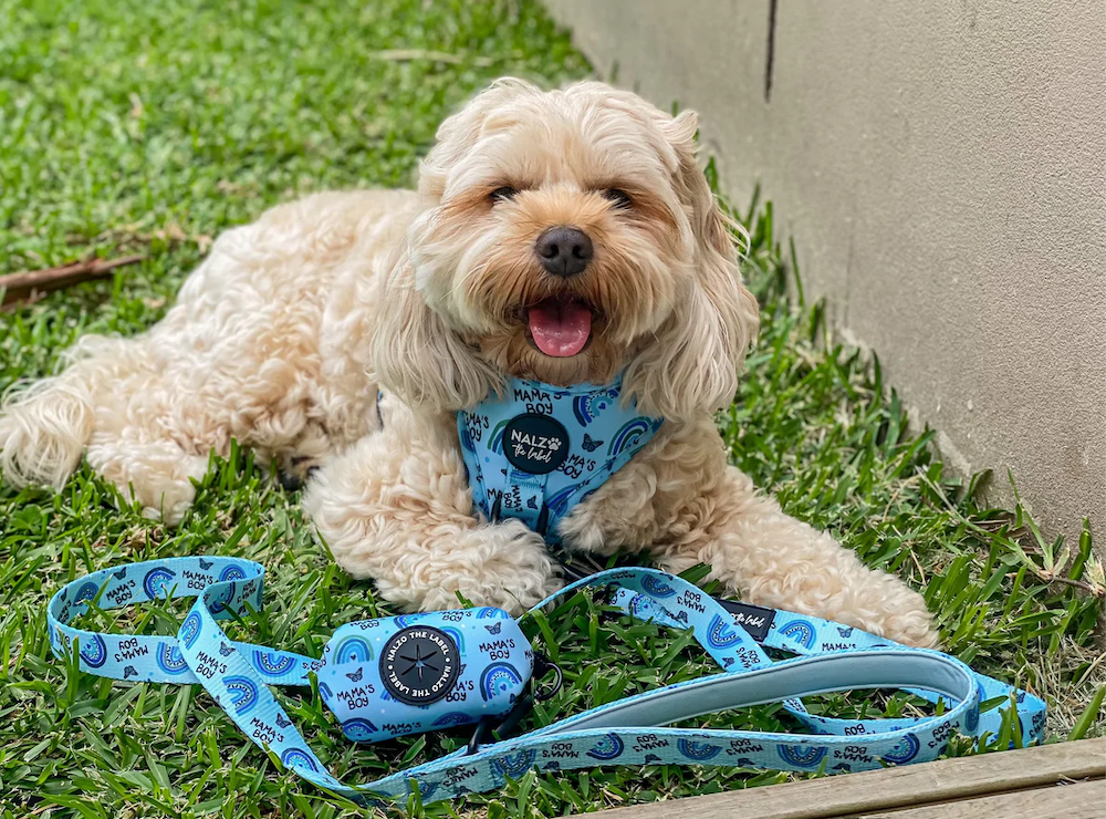 No Pull Dog Harnesses What Are They & Are They Worth It? by Nalzo